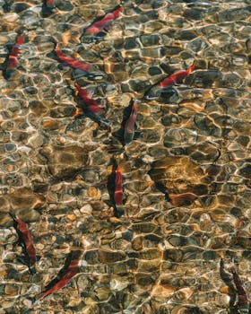Impacto Inesperado: Cientistas Expoem Salmões à Cocaína e Observam Mudanças Drás