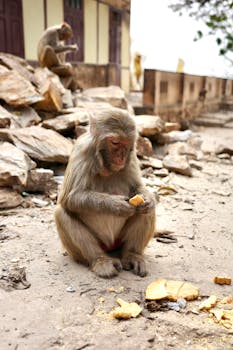 Macaques: Novo Modelo de Doença para Cegueira Inata