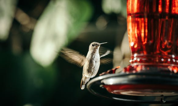 Promoção Especial para Dia das Mães: Birdfy Smart Feeder em Preço Mínimo